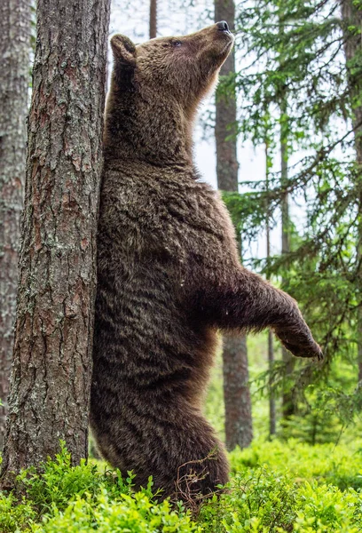 在夏日的森林里 棕熊用后腿站在一棵树旁 Ursus Arctos 绿色天然背景 自然生境 — 图库照片