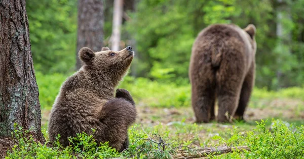 Louveteaux Ours Brun Dans Forêt Été Fond Naturel Vert Habitat — Photo