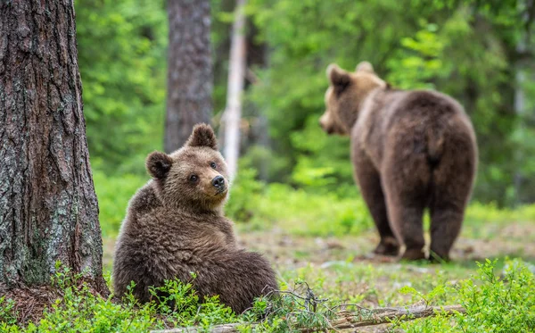 Cubs Brown Bear Nella Foresta Estiva Sfondo Naturale Verde Habitat — Foto Stock