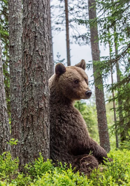 Urso Marrom Sentado Junto Uma Árvore Uma Floresta Verão Nome — Fotografia de Stock