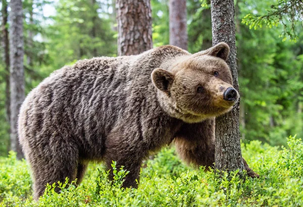 Urso Castanho Grande Floresta Verão Floresta Verde Fundo Natural Nome — Fotografia de Stock