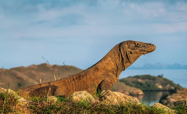 Komodo Naga Potret Pada Lanskap Rinca Island Scientific Nama Varanus — Stok Foto
