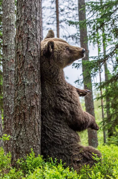 Ours Brun Assis Près Arbre Dans Une Forêt Été Nom — Photo