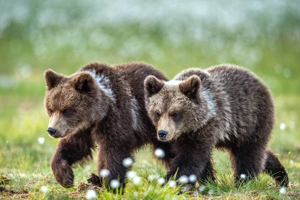 Kostky Medvěda Hnědého Letním Lese Přírodní Prostředí Vědecký Název Ursus — Stock fotografie