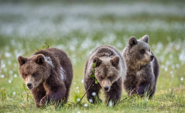 Μικρά Καφέ Αρκούδας Στο Καλοκαιρινό Δάσος Φυσικό Περιβάλλον Επιστημονική Ονομασία — Φωτογραφία Αρχείου