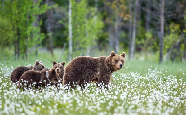 熊と子 白い花の間で夏時間に森の中で茶色のクマ Ursus Arctos 自然生息地 — ストック写真