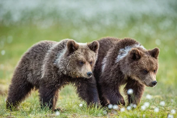 夏天森林里的棕熊幼崽 自然栖息地 Ursus Arctos Arctos 夏季绿林背景 — 图库照片