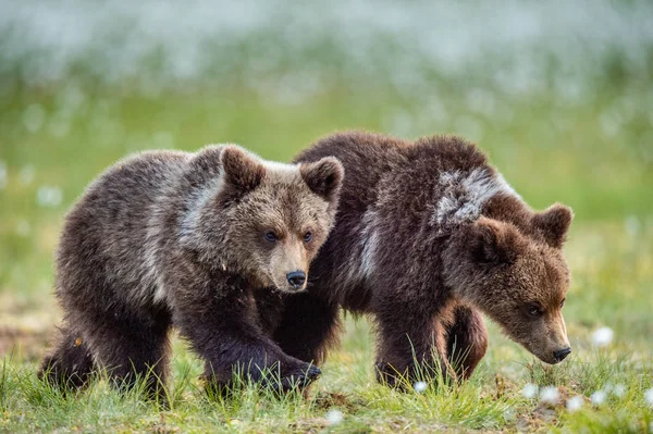 Kostky Medvědů Hnědých Letním Lese Přírodní Prostředí Vědecký Název Ursus — Stock fotografie