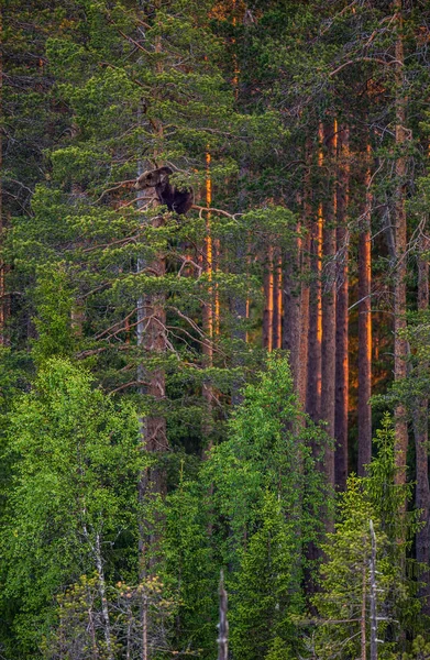 Çam Ağacının Üzerinde Boz Ayı Nın Yetişkin Dişi Doğal Yaşam — Stok fotoğraf