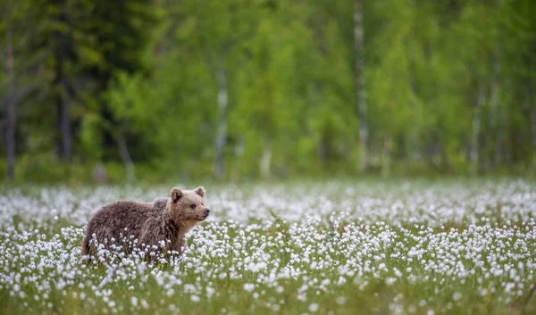 Ormanda Beyaz Çiçeklerin Arasında Boz Ayı Yavrusu Yaz Sezonu Doğal — Stok fotoğraf