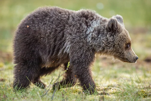 Nieletni Niedźwiedź Brunatny Letnim Lesie Zielony Las Naturalne Tło Nazwa — Zdjęcie stockowe