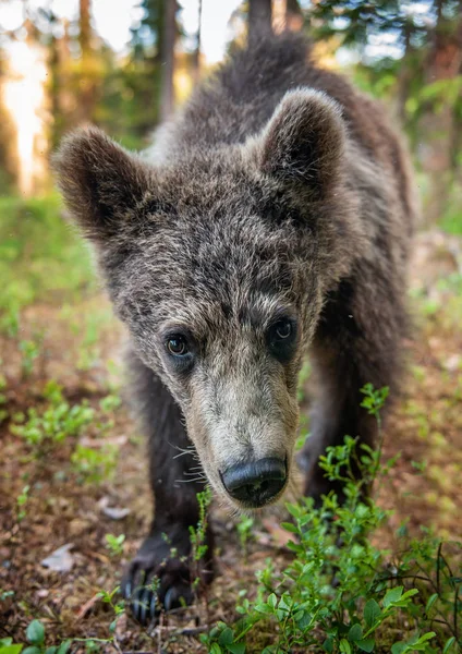 Wildes Braunbärenjunges Das Den Weitwinkel Der Kamera Blickt Junges Braunbär — Stockfoto
