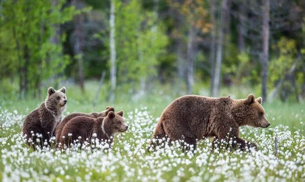 Медведица Детеныши Бурые Медведи Лесу Летнее Время Среди Белых Цветов — стоковое фото