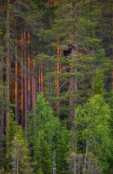 Çam Ağacının Üzerinde Boz Ayı Nın Yetişkin Dişi Doğal Yaşam — Stok fotoğraf
