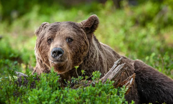 Zamknij Portret Niedźwiedzia Brunatnego Letnim Lesie Zielony Las Naturalne Tło — Zdjęcie stockowe