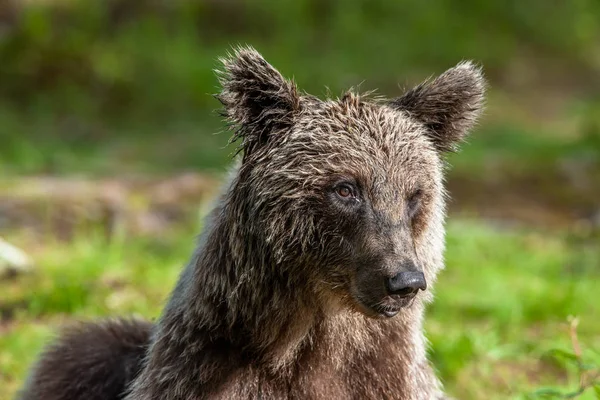 Close Retrato Urso Marrom Floresta Verão Floresta Verde Fundo Natural — Fotografia de Stock