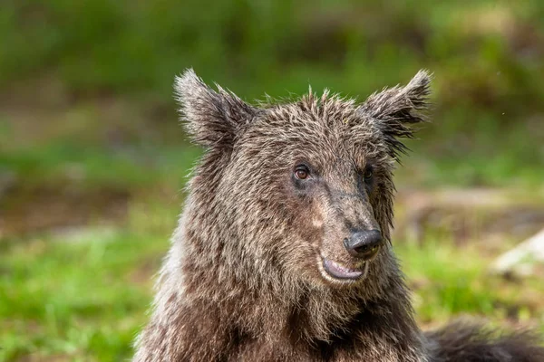 Zamknij Portret Niedźwiedzia Brunatnego Letnim Lesie Zielony Las Naturalne Tło — Zdjęcie stockowe