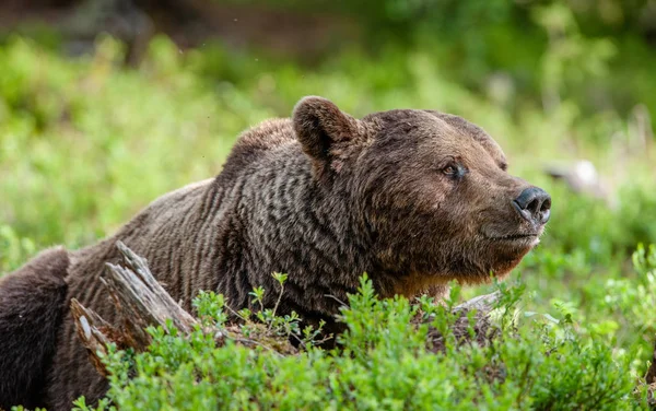 夏の森の中でヒグマの肖像画をクローズアップ 緑の森の自然の背景 科学的な名前 アーサスアークトス 自然の生息地 — ストック写真