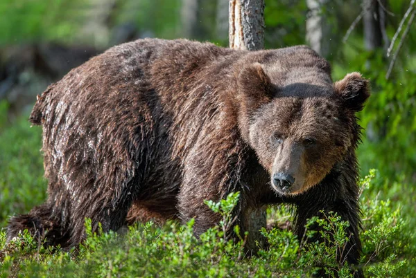 Wielki Niedźwiedź Brunatny Letnim Lesie Zielony Las Naturalne Tło Nazwa — Zdjęcie stockowe