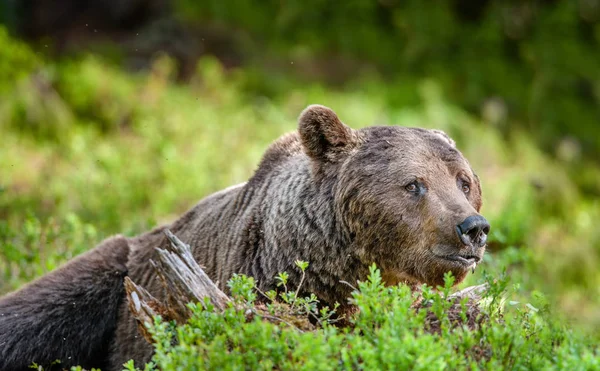 夏の森の中でヒグマの肖像画をクローズアップ 緑の森の自然の背景 科学的な名前 アーサスアークトス 自然の生息地 — ストック写真