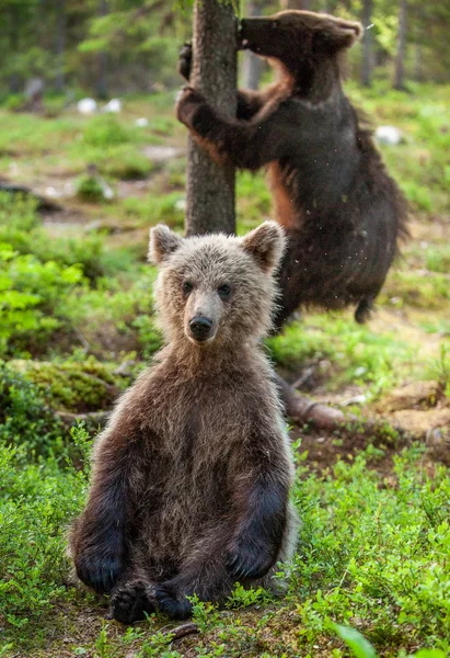 Cubs Brown Bear Letnim Lesie Zielone Naturalne Tło Środowisko Naturalne — Zdjęcie stockowe
