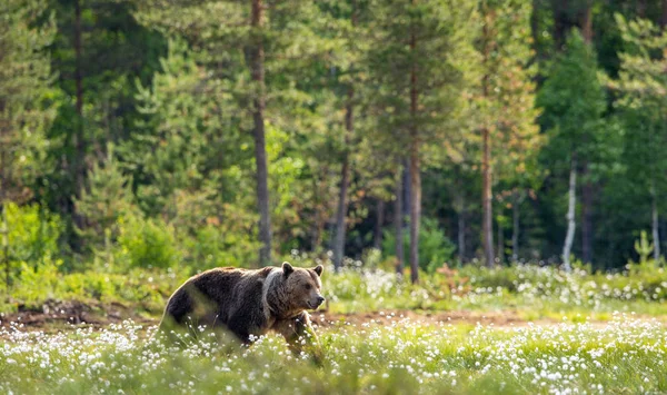 Μεγάλη Καφέ Αρκούδα Στο Καλοκαιρινό Δάσος Πράσινο Δάσος Φυσικό Υπόβαθρο — Φωτογραφία Αρχείου