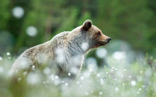 Cub Brown Bear Forest White Flowers Summer Season Natural Habitat — Stock Photo, Image