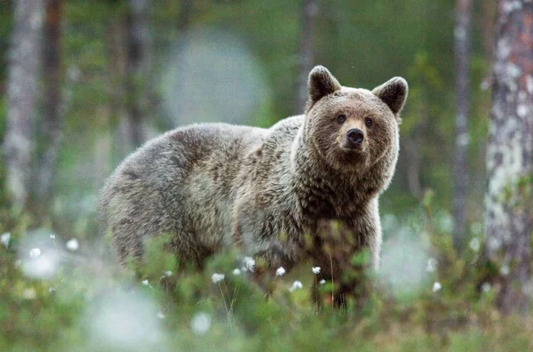 Medvěd Hnědý Lese Mezi Bílými Květy Letní Sezóna Přírodní Stanoviště — Stock fotografie