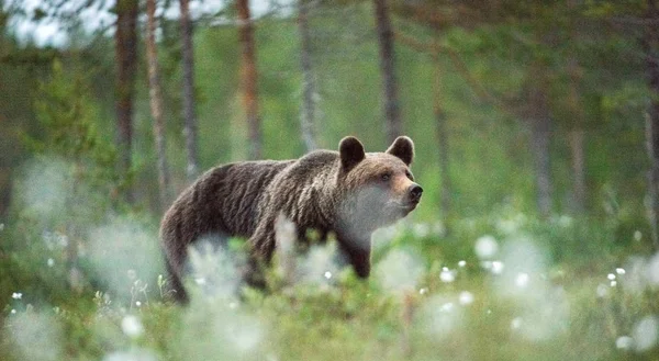 Cub Niedźwiedzia Brunatnego Lesie Wśród Białych Kwiatów Sezon Letni Siedlisko — Zdjęcie stockowe