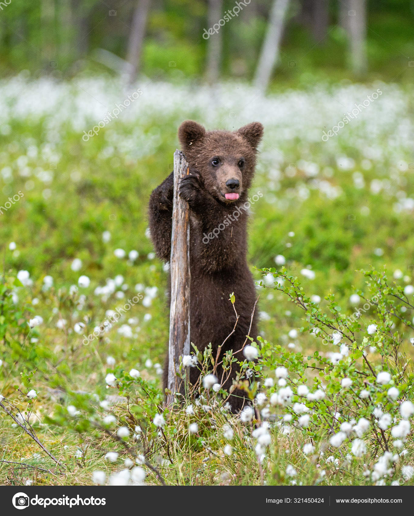 ᐈ Bear Cubs Stock Pictures Royalty Free Bear Cub Pics Download On Depositphotos ᐈ Bear Cubs Stock Pictures Royalty Free Bear Cub Pics Download On Depositphotos