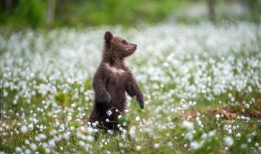 Kahverengi ayı yavrusu beyaz çiçeklerin arasında sahada oynuyor. Ayı Yavrusu arka ayakları üzerinde duruyor. Bilimsel adı: Ursus arctos.