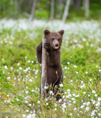 Kahverengi ayı yavrusu beyaz çiçeklerin arasında sahada oynuyor. Ayı Yavrusu arka ayakları üzerinde duruyor. Bilimsel adı: Ursus arctos.