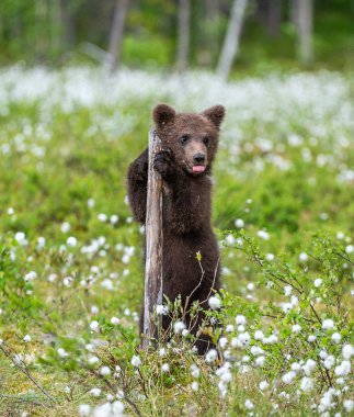 Kahverengi ayı yavrusu beyaz çiçeklerin arasında sahada oynuyor. Ayı Yavrusu arka ayakları üzerinde duruyor. Bilimsel adı: Ursus arctos.