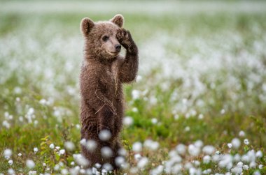 Kahverengi ayı yavrusu beyaz çiçeklerin arasında sahada oynuyor. Ayı Yavrusu arka ayakları üzerinde duruyor. Bilimsel adı: Ursus arctos.