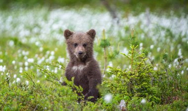 Kahverengi ayı yavrusu beyaz çiçeklerin arasında sahada oynuyor. Ayı Yavrusu arka ayakları üzerinde duruyor. Bilimsel adı: Ursus arctos.