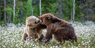 Yaz ormanlarında beyaz çiçeklerin arasında kavga eden iki ayı. Bilimsel adı: Ursus Arctos.