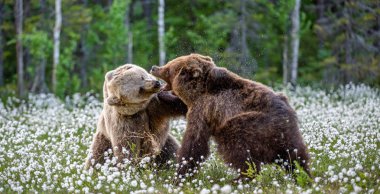 Two bears fighting in summer forest, among white flowers. Scientific name: Ursus Arctos. clipart