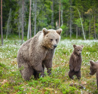 Dişi ayı ve Boz Ayı yavruları yaz aylarında beyaz çiçeklerin arasında ormanda. Bilimsel adı: Ursus arctos
