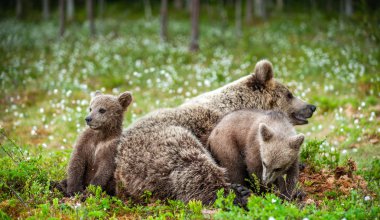 Dişi ayı ve Boz Ayı yavruları yaz zamanı ormanda. Bilimsel adı: Ursus arctos