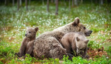 She-bear and bear-cubs of Brown Bear in the forest at summer time. Scientific name: Ursus arctos clipart