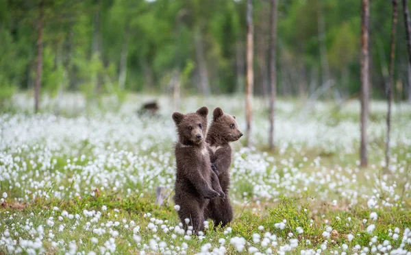 Filhotes Urso Marrom Brincando Campo Entre Flores Brancas Bear Cubs — Fotografia de Stock