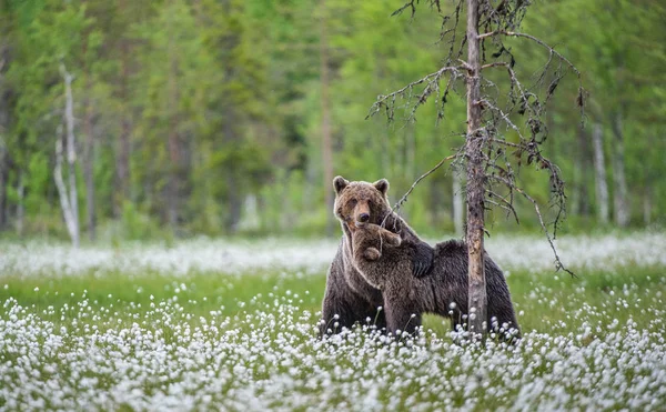 Бурые Медведи Игриво Сражаются Летнем Лесу Среди Белых Цветов Научное — стоковое фото