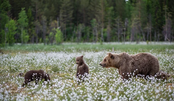 Ursa Filhotes Urso Urso Marrom Floresta Hora Verão Entre Flores — Fotografia de Stock