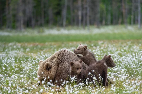 Björnbjörn Och Björnungar Brunbjörn Skogen Sommaren Bland Vita Blommor Vetenskapligt — Stockfoto