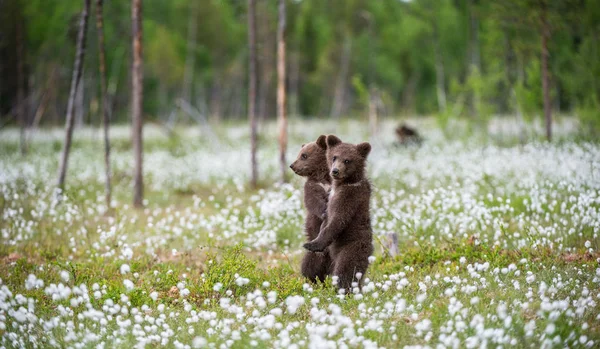 Braunbärenjunge Spielen Auf Dem Feld Zwischen Weißen Blumen Bärenjunge Stehen — Stockfoto