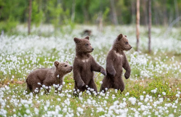 Filhotes Urso Marrom Brincando Campo Entre Flores Brancas Bear Cubs — Fotografia de Stock