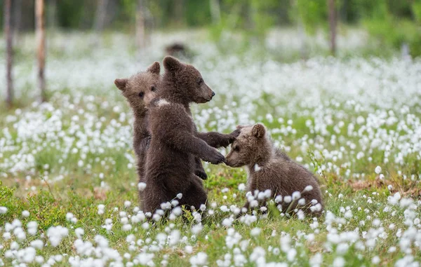 Filhotes Urso Marrom Brincando Campo Entre Flores Brancas Bear Cubs — Fotografia de Stock