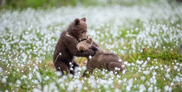 Filhotes Urso Marrom Brincando Campo Entre Flores Brancas Temporada Verão — Fotografia de Stock