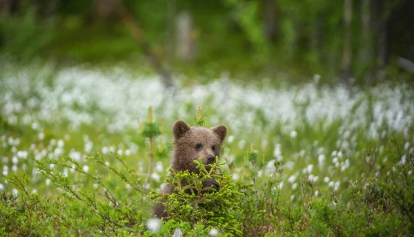 Braunbärenjunges Auf Dem Feld Zwischen Weißen Blüten Braunbärenjunge Spielen Auf — Stockfoto