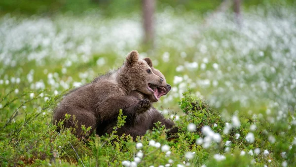 茶色いクマの赤ちゃんが白い花の間で畑で遊んでいます 夏のシーズン学名 Ursus Arctos — ストック写真